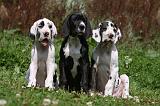 DOGUE ALLEMAND 238